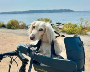 Le siège de vélo BuddyRider Série II