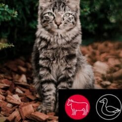 5 Étoiles Nourriture crue pour Chat - Entretien Bœuf et Canard