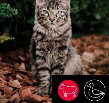 5 Étoiles Nourriture crue pour Chat - Entretien Bœuf et Canard