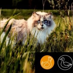 5 Étoiles Nourriture crue pour Chat - Entretien Poulet/Canard, 10 lb