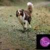 5 Étoiles Nourriture crue pour Chien - Entretien Canard, 10 lb