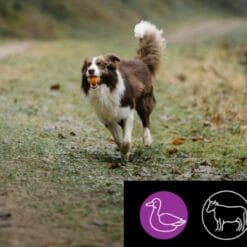 5 Étoiles Nourriture crue pour Chien - Entretien Canard et Bœuf, 10 lb