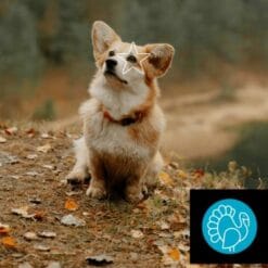 5 Étoiles Nourriture crue pour Chien - Entretien Dinde, 10 lb
