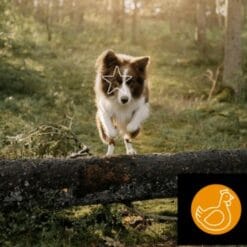 5 Étoiles Nourriture crue pour Chien - Entretien Poulet, 10 lb
