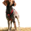 Farley Harnais Confort pour Chien, Rouge