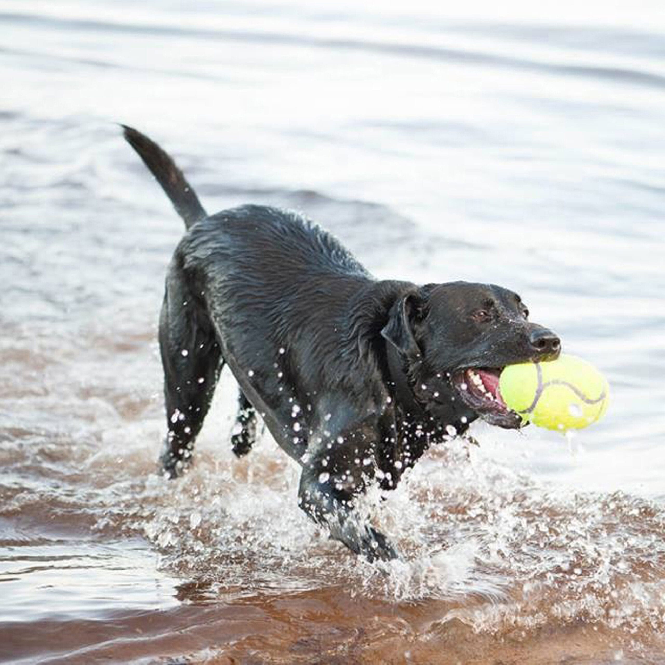 Kong AirDog Ballon de football avec Couineur – Image 2