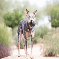 Alternative view of Kong Extrême Noir