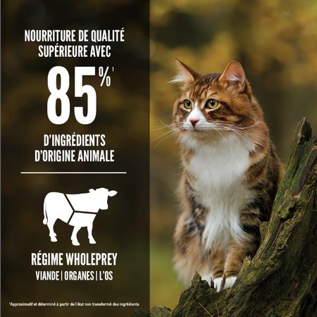 Orijen Viandes Rouges pour Chat – Image 4