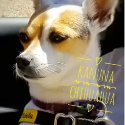 Alternative view of Fidèle Harnais Petit (5-15 lb)