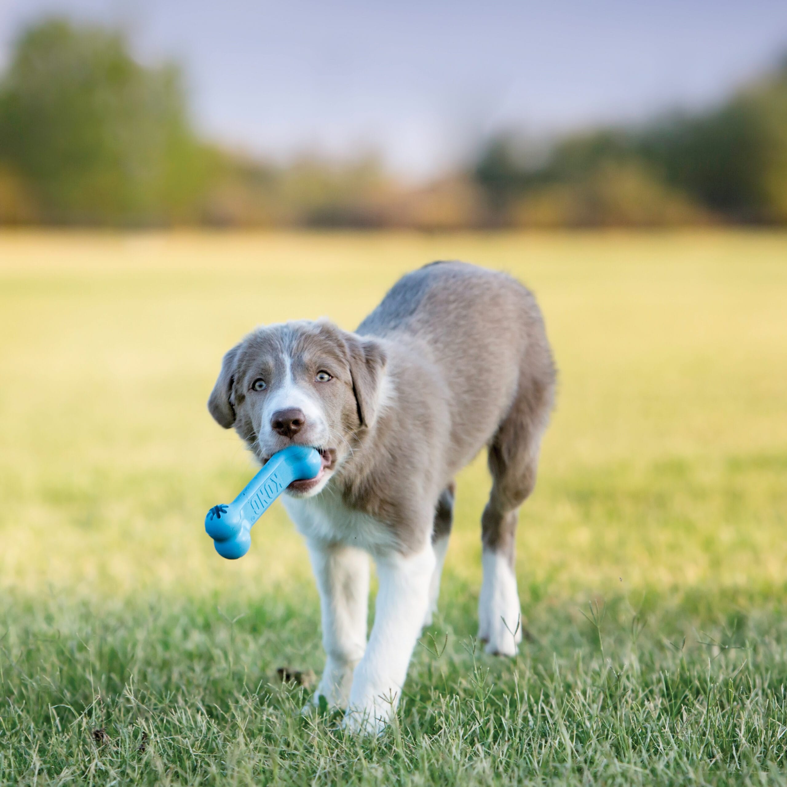Kong Goodie bone pour Chiot, Petit