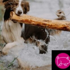 5 Étoiles Nourriture crue pour chien - Entretien Porc, 10 lb