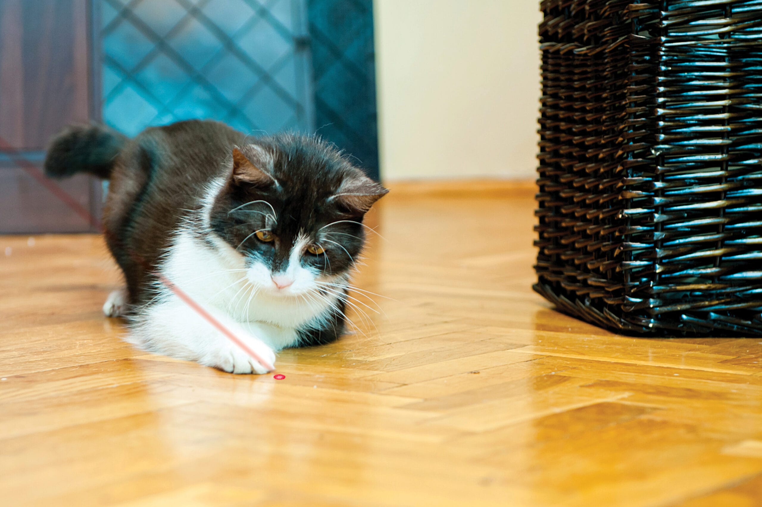 X – Kong Laser pour Chat – Image 3