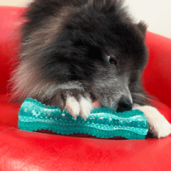 Kong Bâton Dentaire Squeezz – Image 3