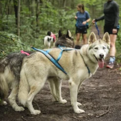 Nahak Harnais de Traction pour Chien