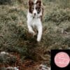 5 Étoiles Nourriture crue pour Chien - Entretien Saumon, 9 lb