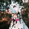Rogz, Collier Utilité pour chiens