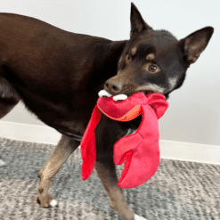 Alternative view of Kong Shakers Shimmy Le Crabe