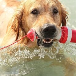 Alternative view of Rogz, Le Phare flottant pour Chiens