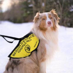 BELI Concept Canin – Le dossard Besoin d'espace