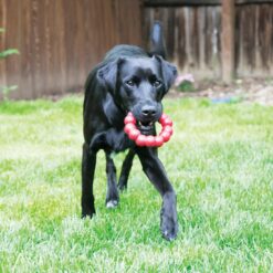 Alternative view of Kong Ring Jouet à mâcher en caoutchouc durable