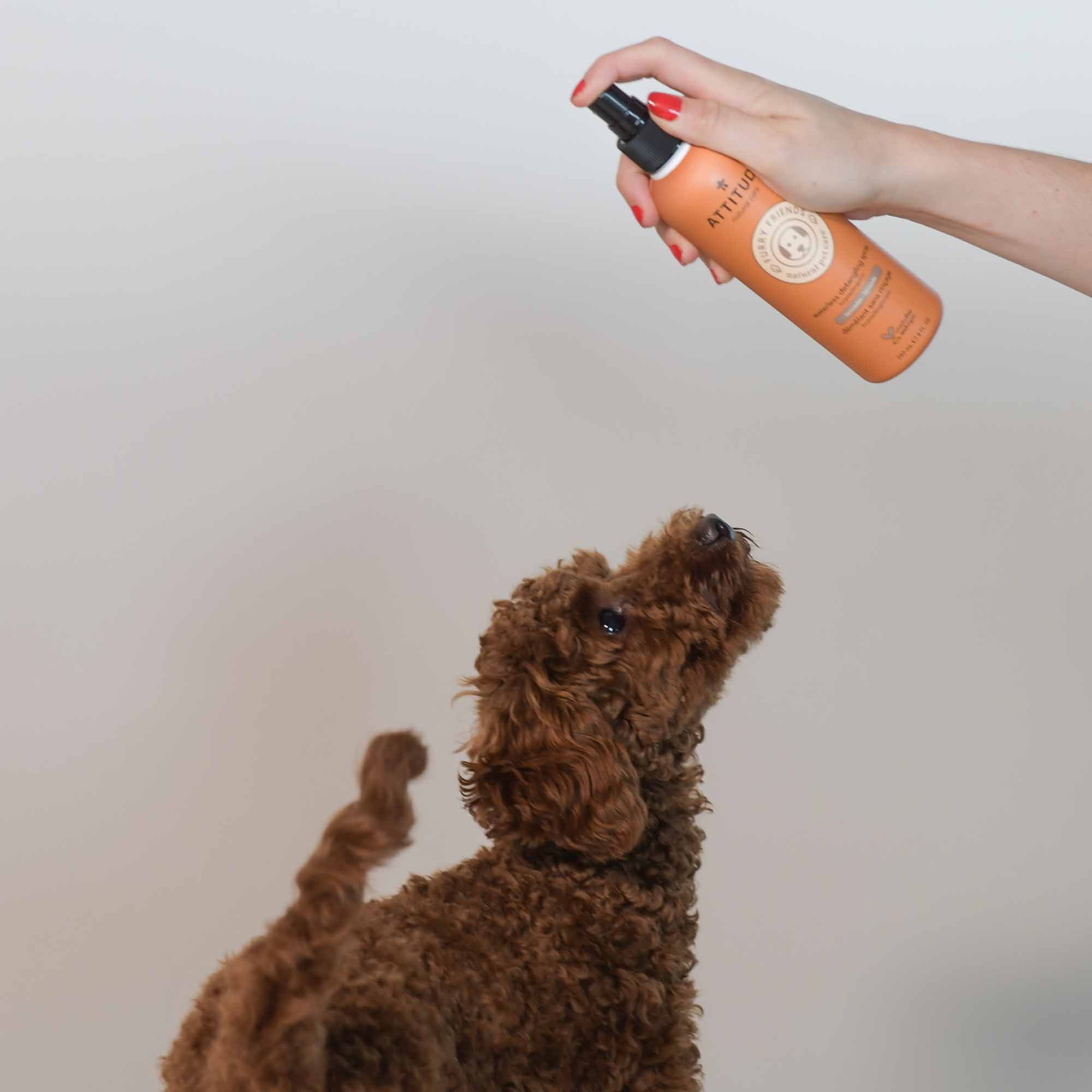 ATTITUDE Démêlant Sans Rinçage à la Lavande, 240ml – Image 2