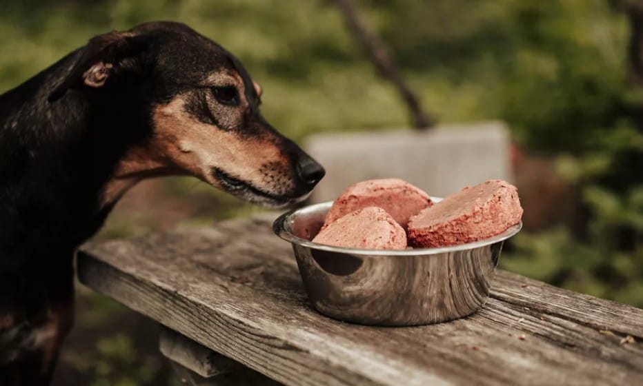 cru KARNIVOR pour Chiens