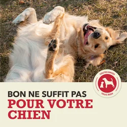 Acana Recette à la Viande Rouge pour Chien – Image 6