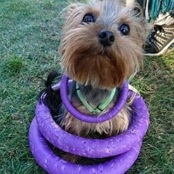 Alternative view of Puller Rondelles de jeu interactif pour Chien